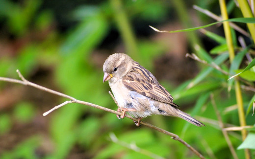 1753921 (a): :1920x1200